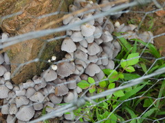 Coprinellus disseminatus