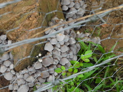 Coprinellus disseminatus