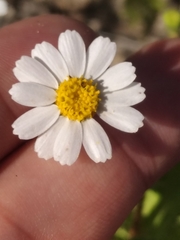 Amauria brandegeeana