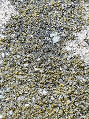 Xanthocarpia feracissima