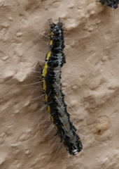 Uresiphita