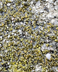 Xanthocarpia feracissima