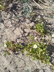 Amauria brandegeeana