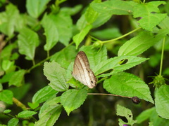 Euptychoides laccine