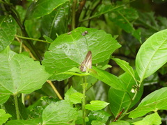 Euptychoides laccine