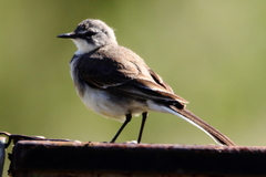 Motacilla capensis capensis