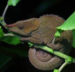 Calumma crypticum