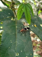 Zelurus circumcinctus