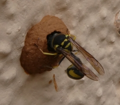 Eumenes mediterraneus