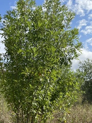 Fraxinus berlandieriana