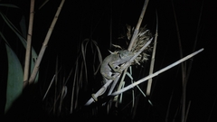 Chamaeleo chamaeleon