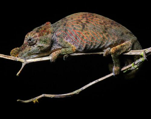 Deceptive Chameleon