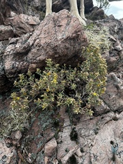 Ericameria obovata