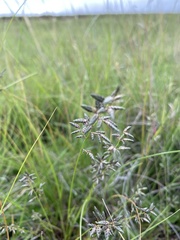 Eragrostis capensis
