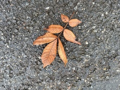Carya tomentosa
