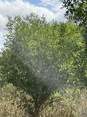 Fraxinus berlandieriana