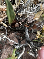 Ericameria obovata