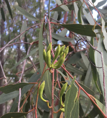 Eucalyptus ochrophloia