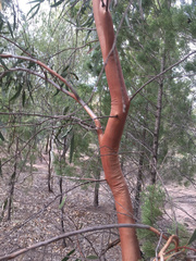 Eucalyptus ochrophloia