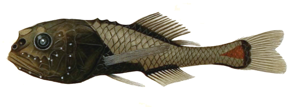 Crested Bigscale