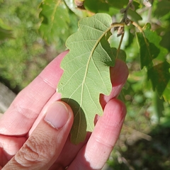 Quercus petraea