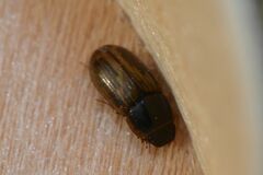 Melinopterus