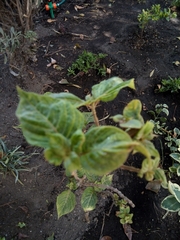 Mussaenda erythrophylla