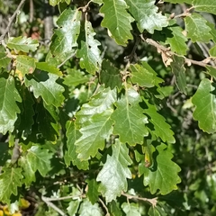 Quercus petraea
