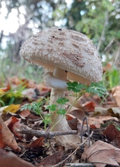 Chlorophyllum rhacodes