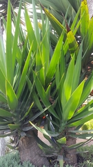 Furcraea andina