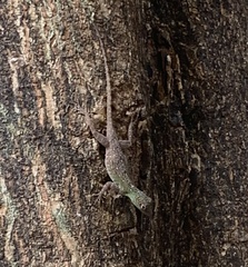 Anolis