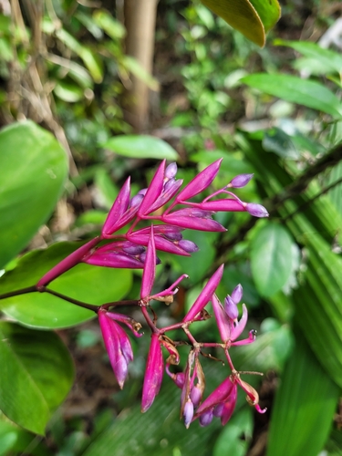 Stromanthe porteana