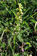 Orchis anthropophora