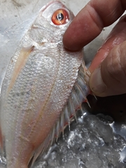 Pagellus bellottii