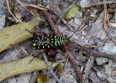 Placosternus difficilis