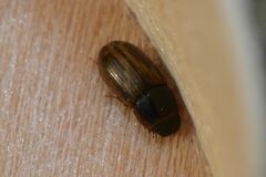 Melinopterus