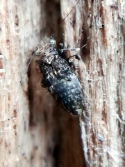 Pteroxanium kelloggi