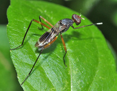 Micropezidae