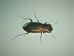 Notiophilus laticollis