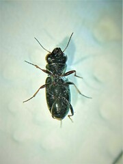 Notiophilus laticollis