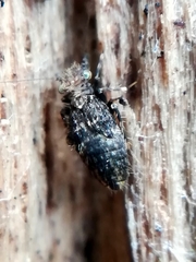 Pteroxanium kelloggi