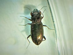 Notiophilus laticollis