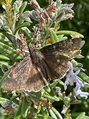 Erynnis funeralis