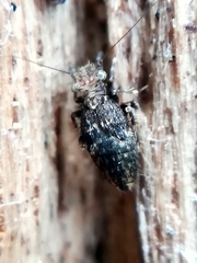 Pteroxanium kelloggi