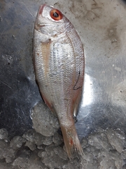 Pagellus bellottii