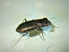 Notiophilus laticollis