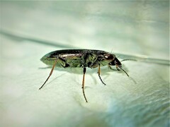 Notiophilus laticollis