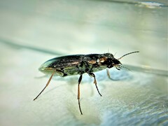 Notiophilus laticollis