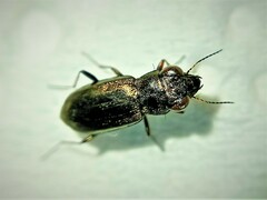 Notiophilus laticollis