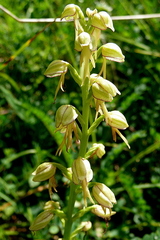 Orchis anthropophora
